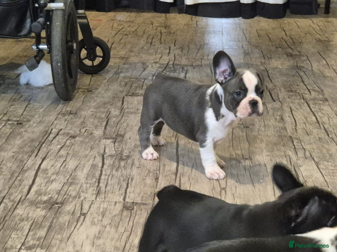 French Bulldog dogs for sale: french bulldog puppies - Advert 3