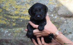Labrador Retriever dogs for sale: Working Labrador Puppies  - Image 5