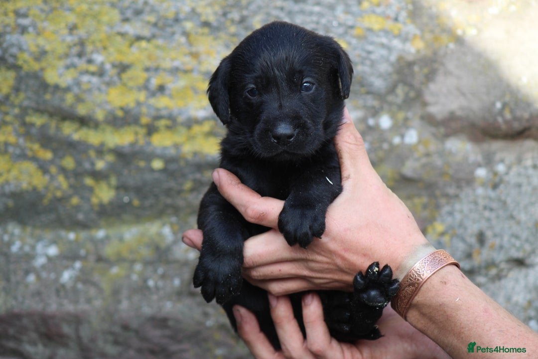 Labrador Retriever dogs for sale: Working Labrador Puppies  - Image 5