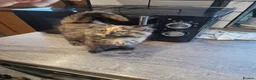Mixed Breed cats for sale: Main coon x Russian Blue in Newcastle - Advert 6