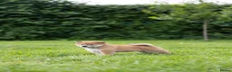 Japanese Shiba Inu dogs for sale: READY NOW Elite Japanese Shiba Inu puppies. - Advert 3