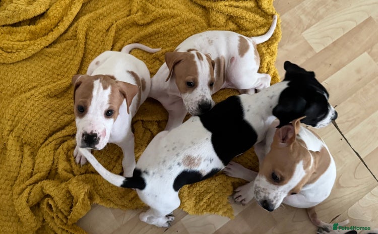 Pointer dogs - Advert 3
