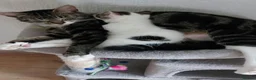 Mixed Breed cats for sale: Kittens for sale - Advert 2