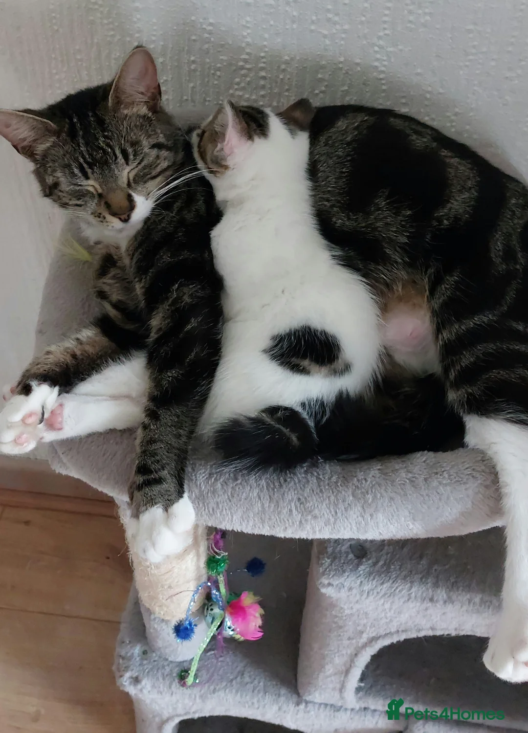 Mixed Breed cats for sale: Kittens for sale - Advert 2