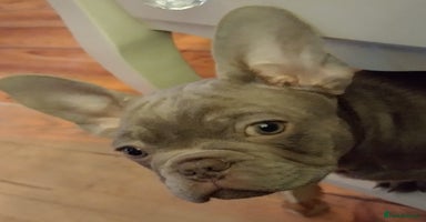 French Bulldog dogs Frenchies for sale  - Advert 15