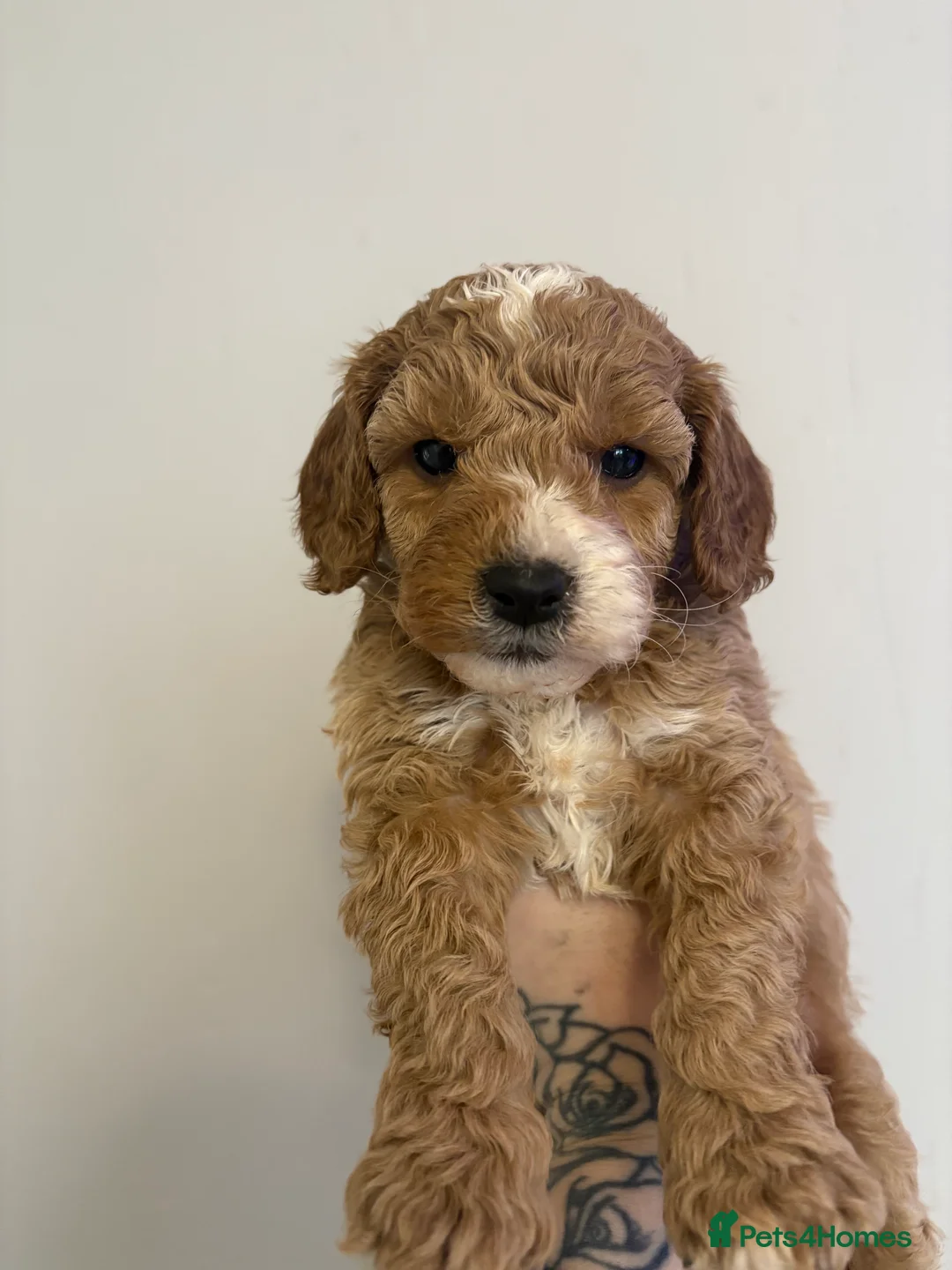 Cavapoo dogs for sale: Gorgeous cavapoos  - Advert 11