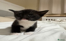 British Shorthair cats for sale: Beautiful Tuxedo kittens  - Advert 6