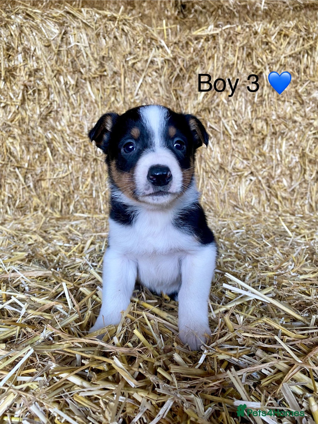 Border Collie dogs for sale: Border Collie Puppies - Advert 4