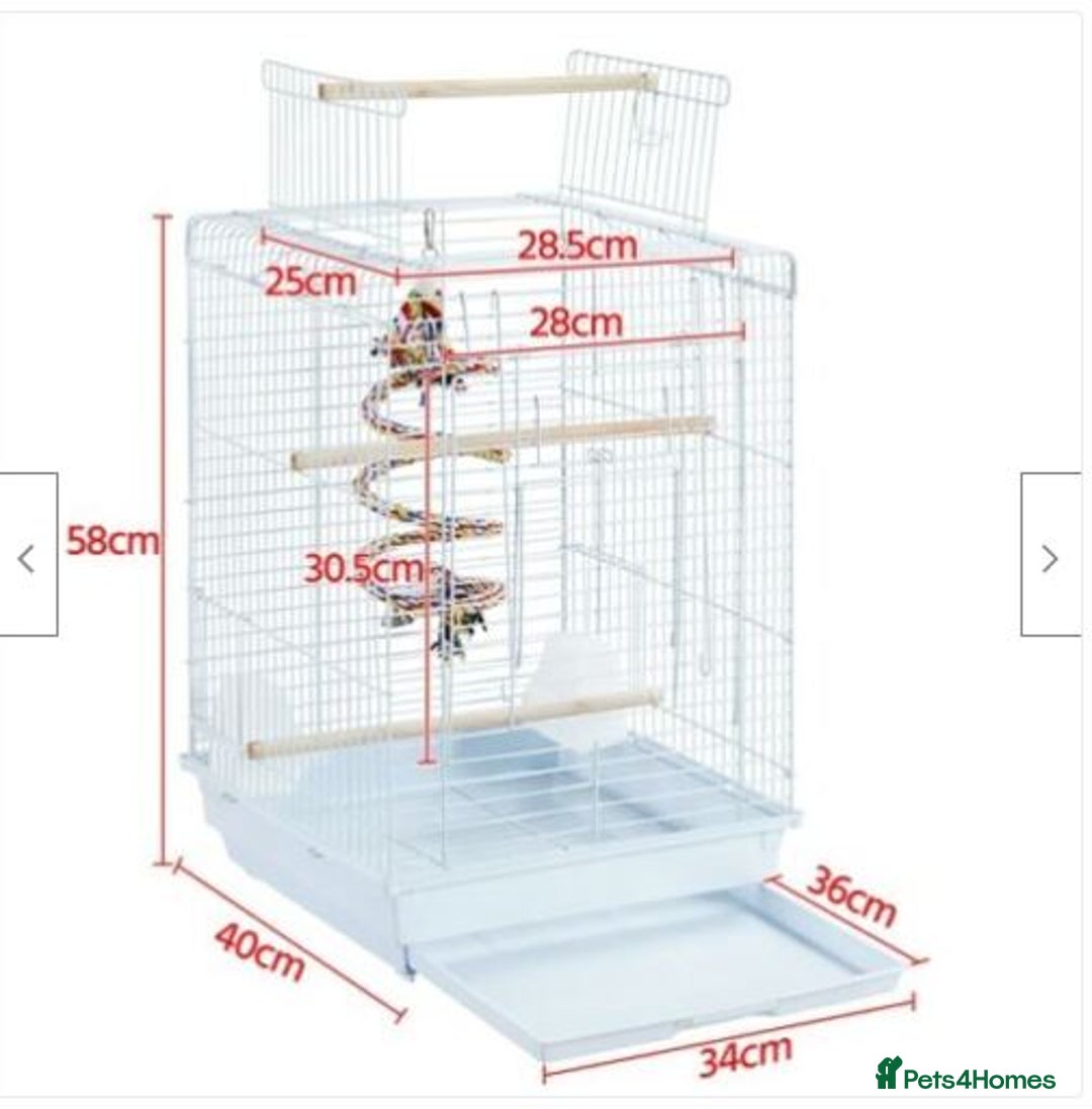 Lovebirds birds for sale: Lovebird pair with cage starter food and toys - Advert 4