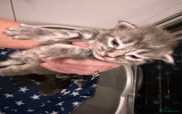 Maine Coon cats for sale: 7 beautiful kittens  - Image 13