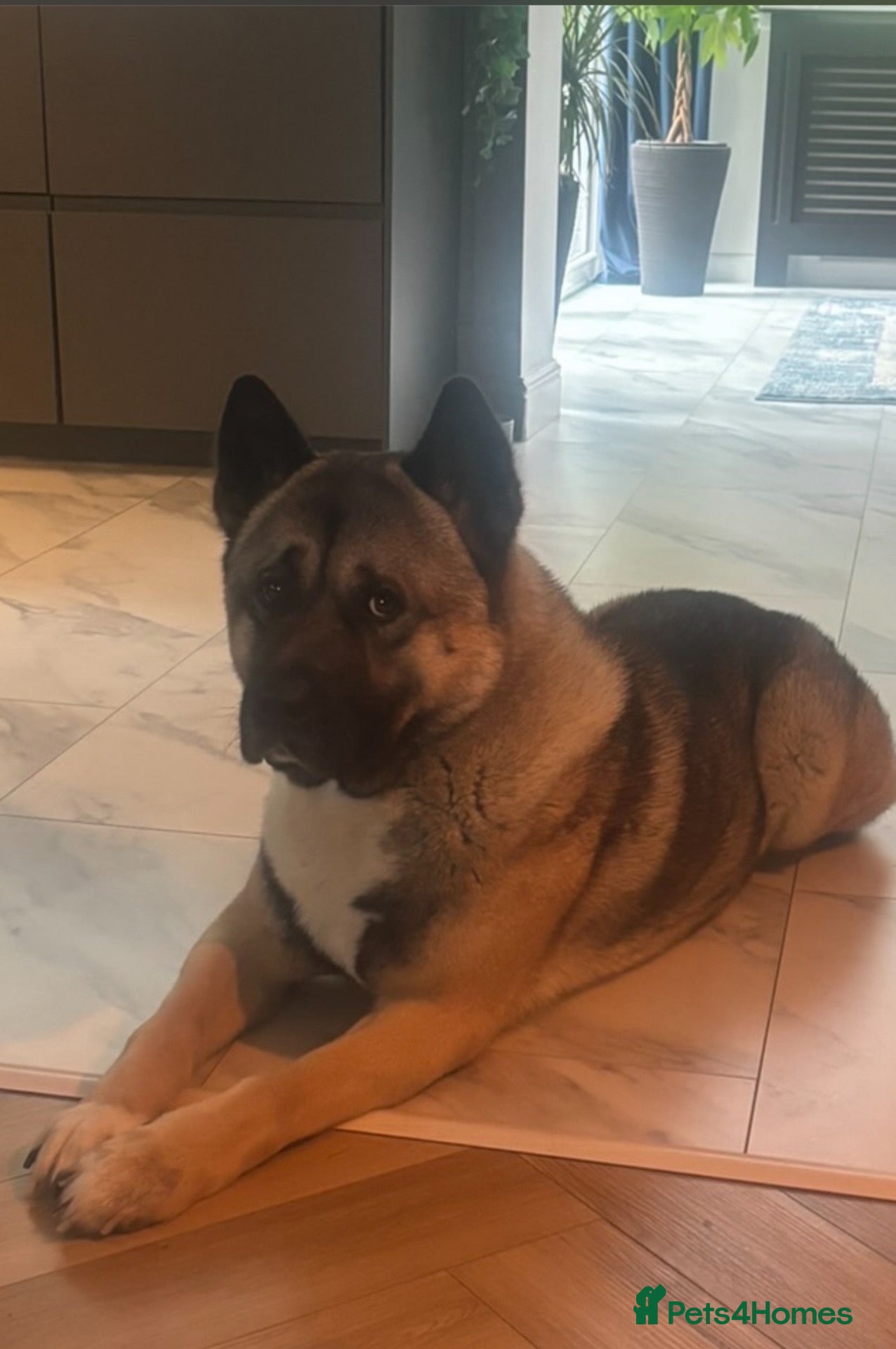 Akita dogs Beautiful Akita 4yrs - Advert 4
