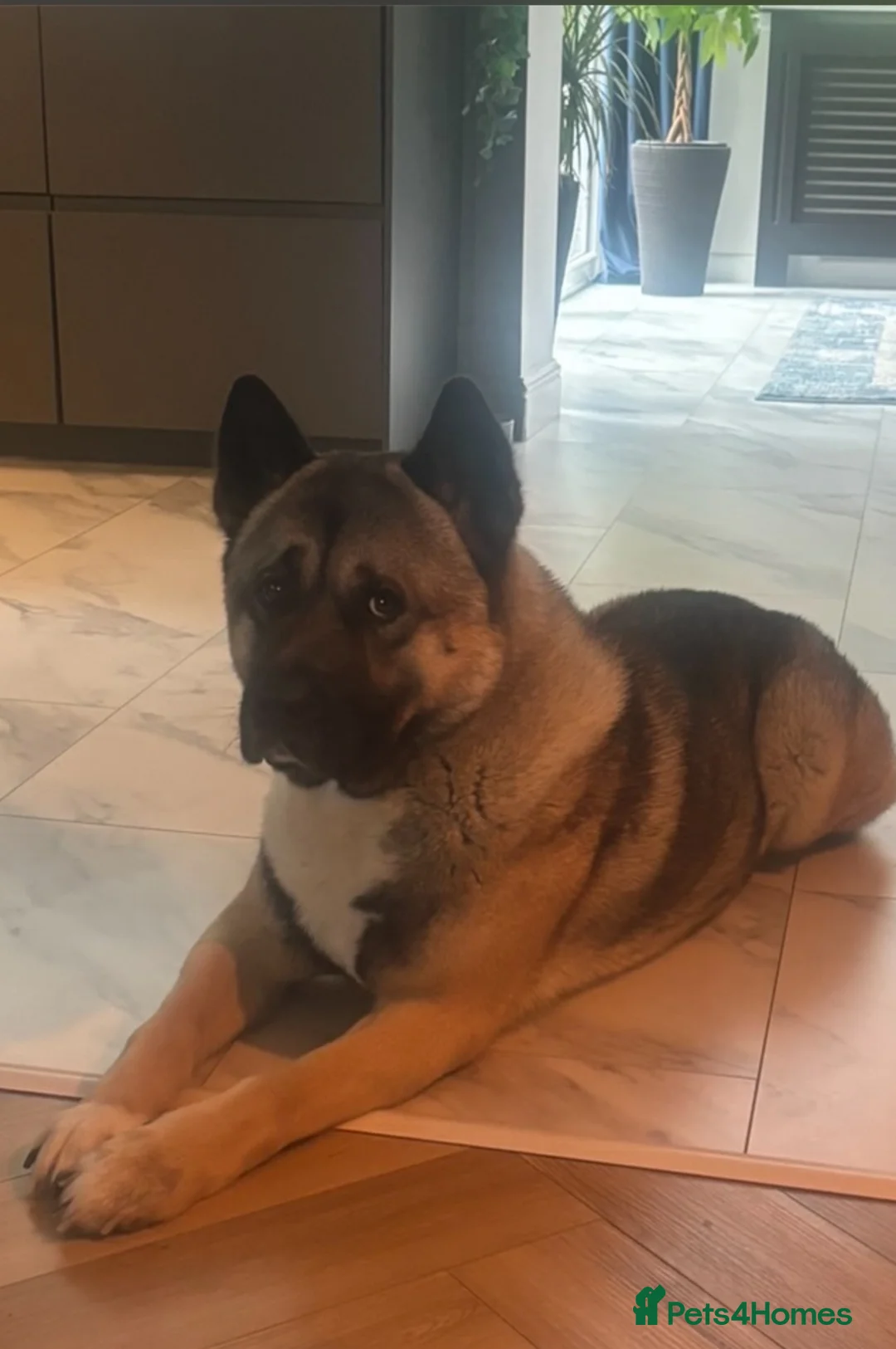 Akita dogs for sale: Beautiful Akita 4yrs in Birmingham - Advert 1