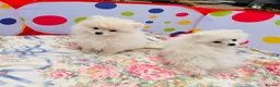 Pomeranian dogs for sale: Beautiful Pomeranian  - Advert 3