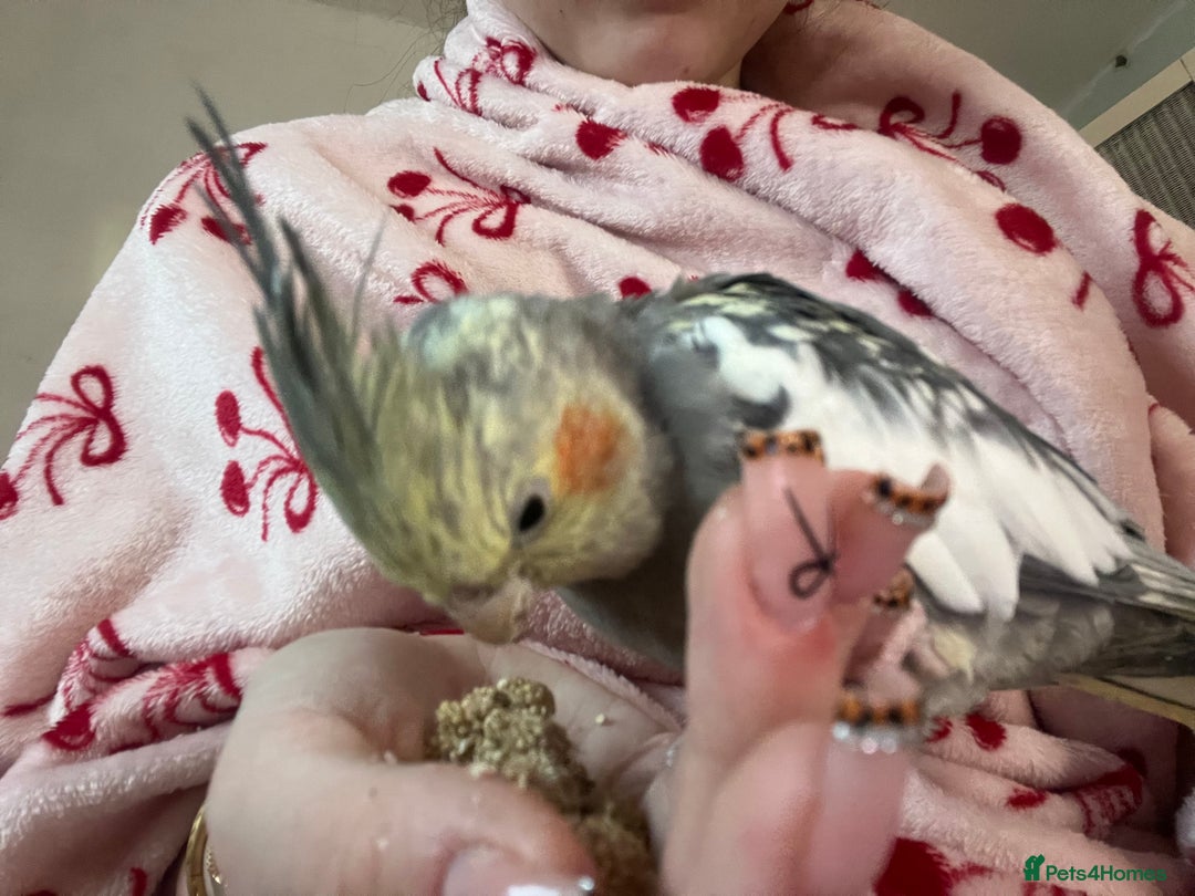 Cockatiels birds for sale: Beautiful Cockatiel for sale  - Advert 9