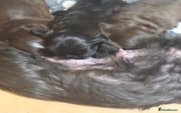 Shih Tzu dogs for sale: Beautiful shih tzu puppies for sale  - Image 18