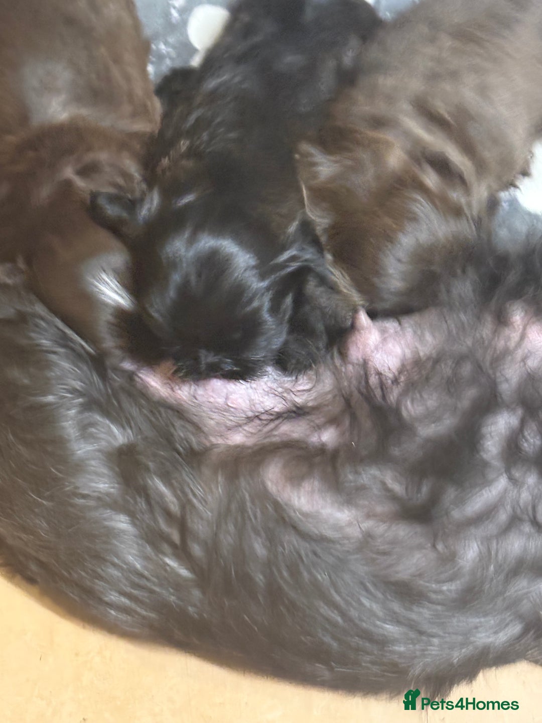 Shih Tzu dogs for sale: Beautiful shih tzu puppies for sale  - Image 18