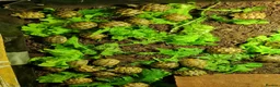 Hermann Tortoise reptiles for sale: Baby Hermann & Spur-thigh Tortoises for sale - Advert 3