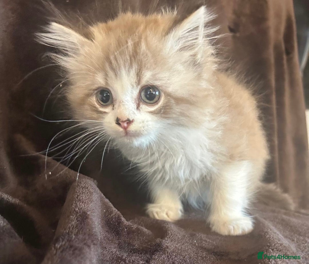 Ragdoll cats for sale: Beautiful ragdoll kittens  - Image 2