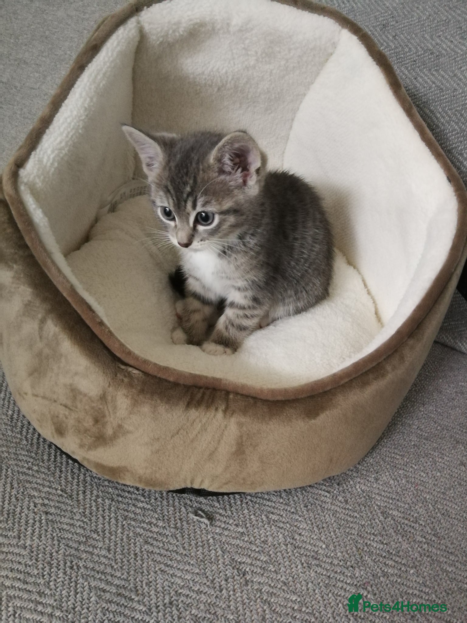 Bengal cats Stunning grey bengal ragdol X female - Advert 1