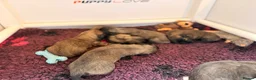 Skye Terrier dogs for sale: KC Reg Skye Terrier Cream puppies  - Advert 24