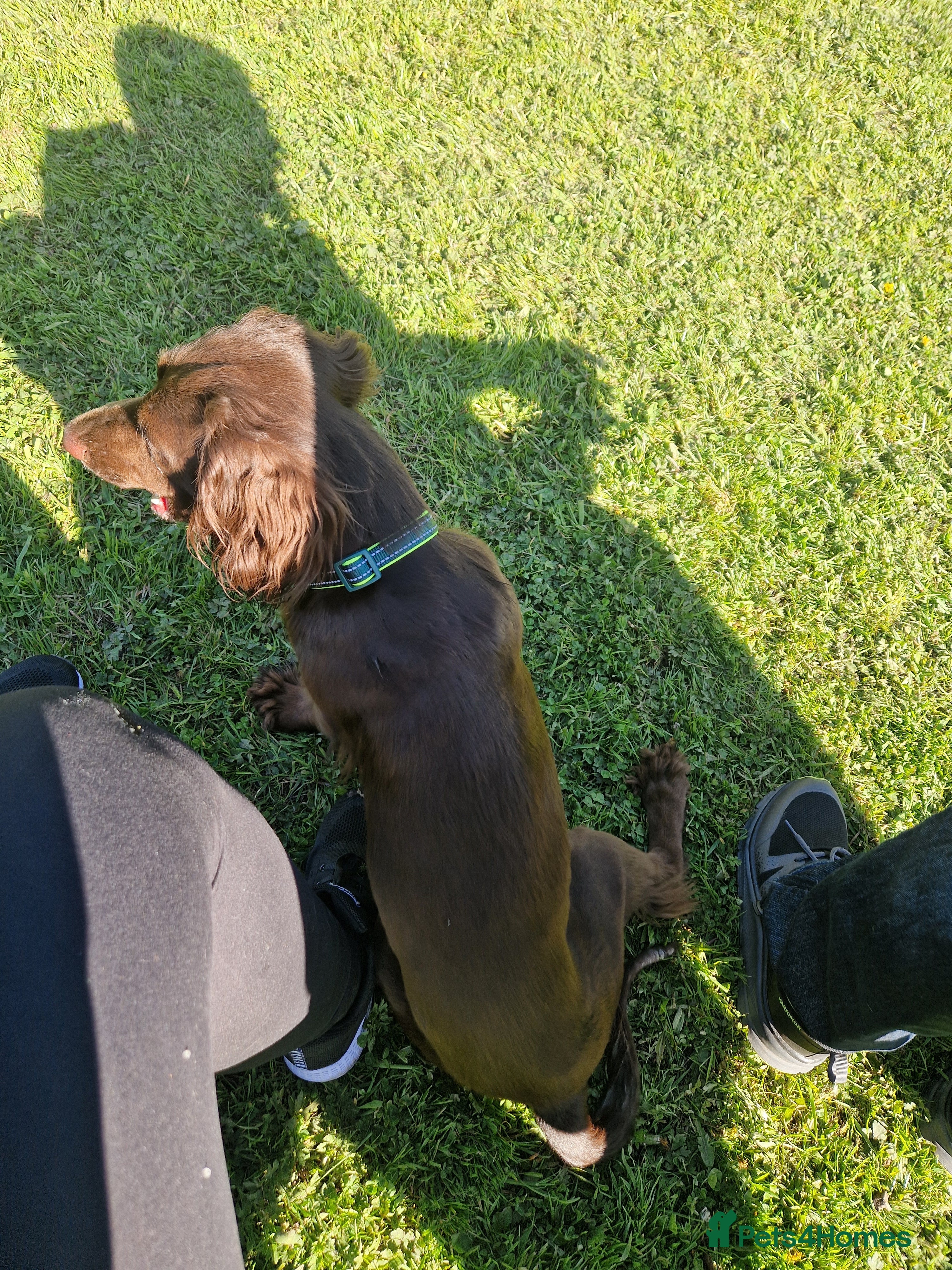 Buddy