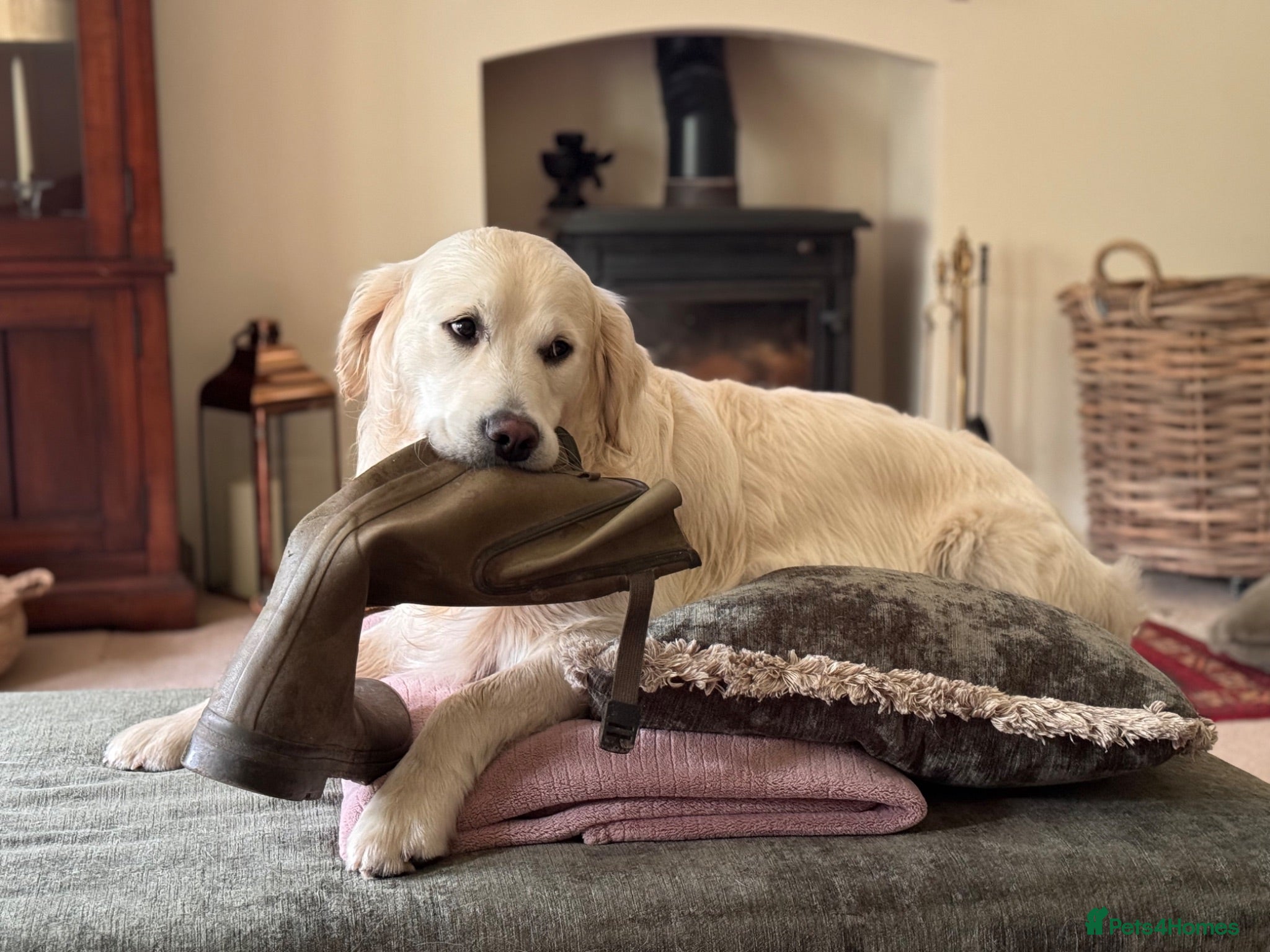 Golden Retriever dogs Beautiful Golden Retriever Puppies Expected June - Advert 2