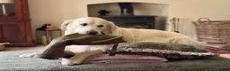 Golden Retriever dogs for sale: Beautiful Golden Retriever Puppies Expected June in Newark - Advert 2