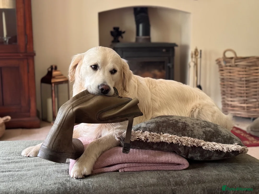 Golden Retriever dogs for sale: Beautiful Golden Retriever Puppies Expected June in Newark - Advert 2