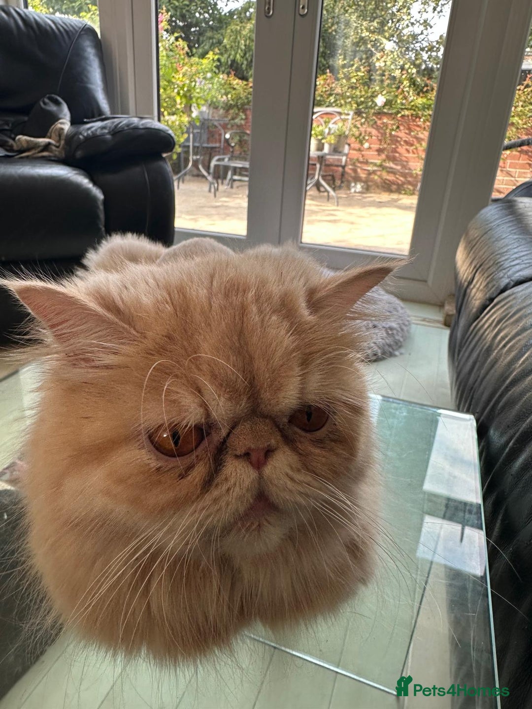 Persian cats for sale: Two multicoloured Persian females - Image 18