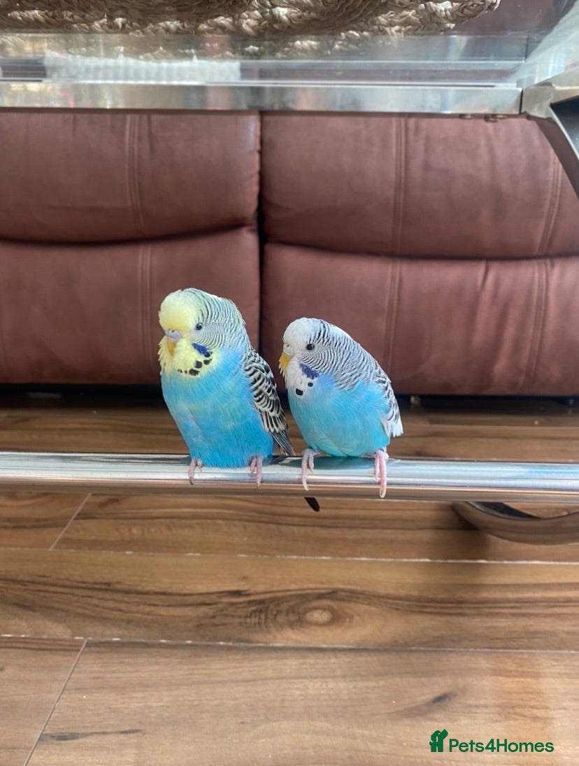 Budgerigars birds  Budgies for sale with cage ,toys ,etc - Advert 1