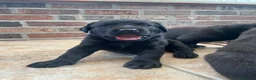 Labrador Retriever dogs for sale: 8 labrador puppies  in Sandbach - Advert 6
