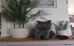 Mixed Breed cats for sale: Two indoor females seeking loving home together  - Image 15
