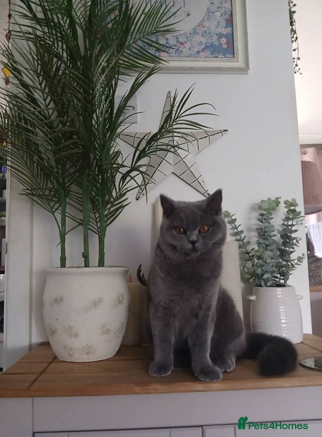 Mixed Breed cats for sale: Two indoor females seeking loving home together  - Image 15
