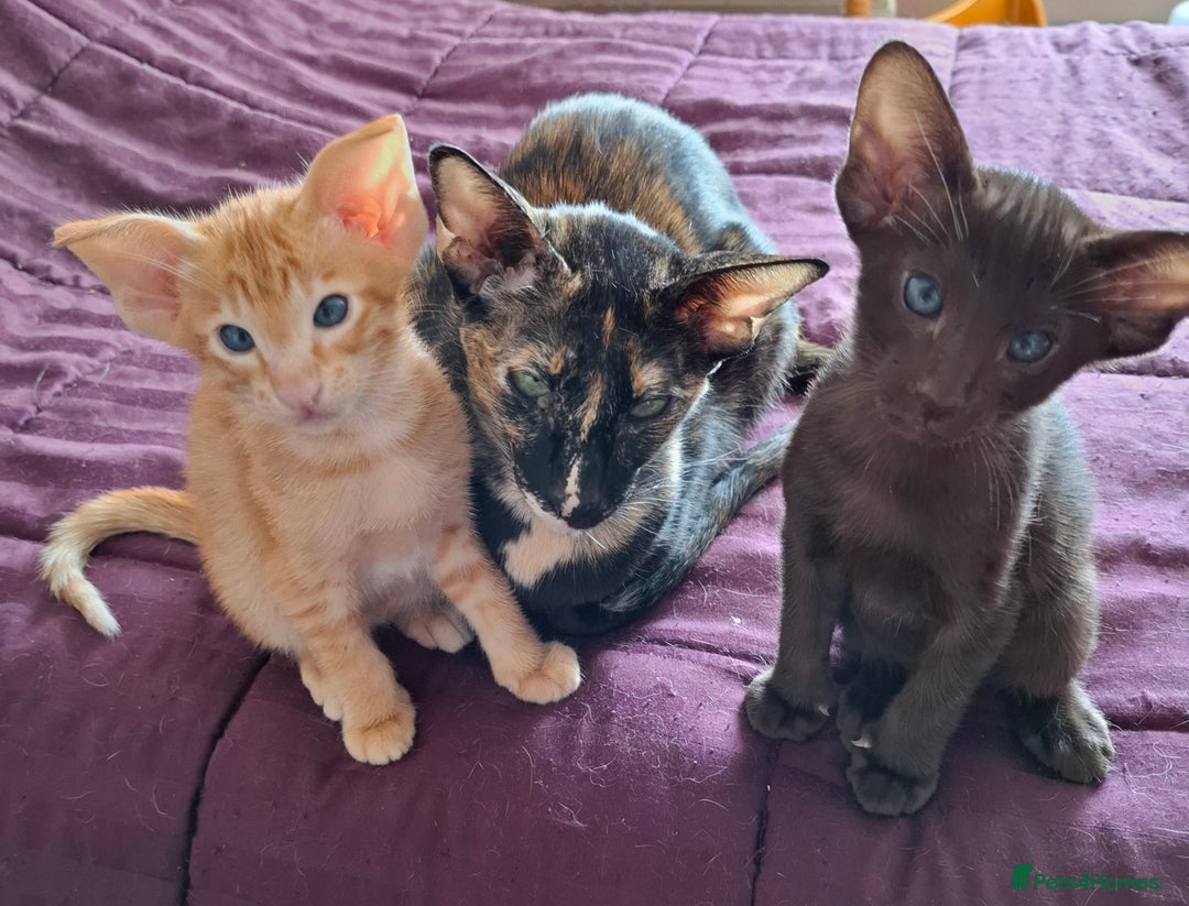 Oriental cats for sale: Merrytail - Image 5