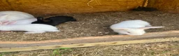 New Zealand rabbits for sale: Rabbits for sale  - Advert 4