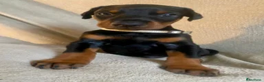 Silver collar Black and Tan male 