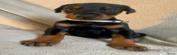 Dobermann dogs for sale: Health tested European puppies  - Advert 4