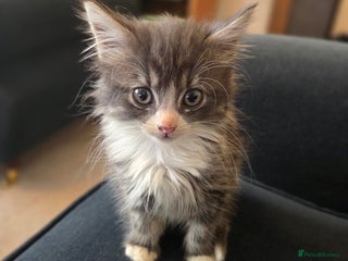 Siberian cats Siberian Mix Adorable Female - Advert 1