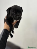 Staffordshire Bull Terrier dogs Adorable KC champion bred black staffy puppy's - Advert 2