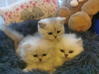 Scottish Fold cats Scottish Fold/Straight Kittens - Advert 2