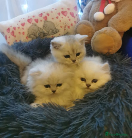 Scottish Fold cats Scottish Fold/Straight Kittens - Advert 11