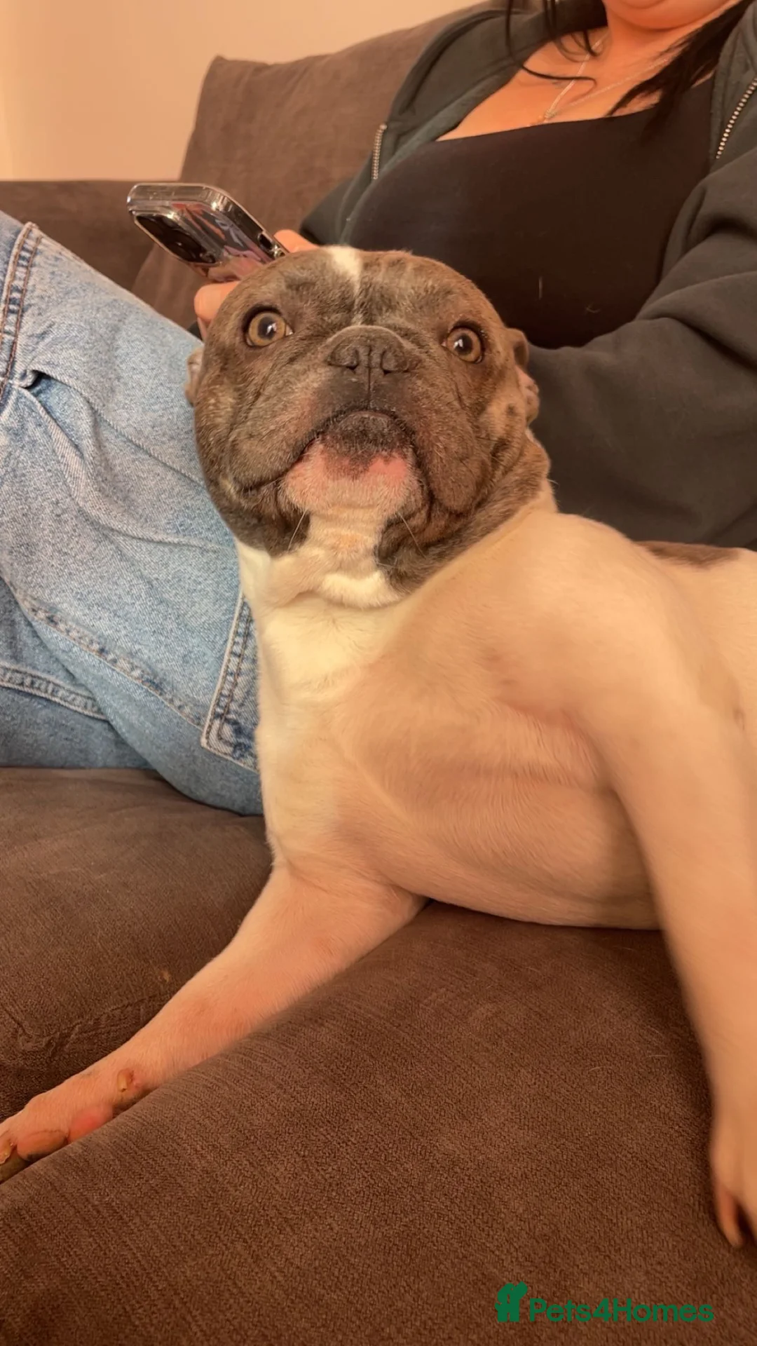 French Bulldog dogs for sale: French bulldog  in Weston-super-Mare - Advert 3