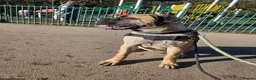 Bullmastiff dogs for sale: Female Bullmastiff  - Advert 2