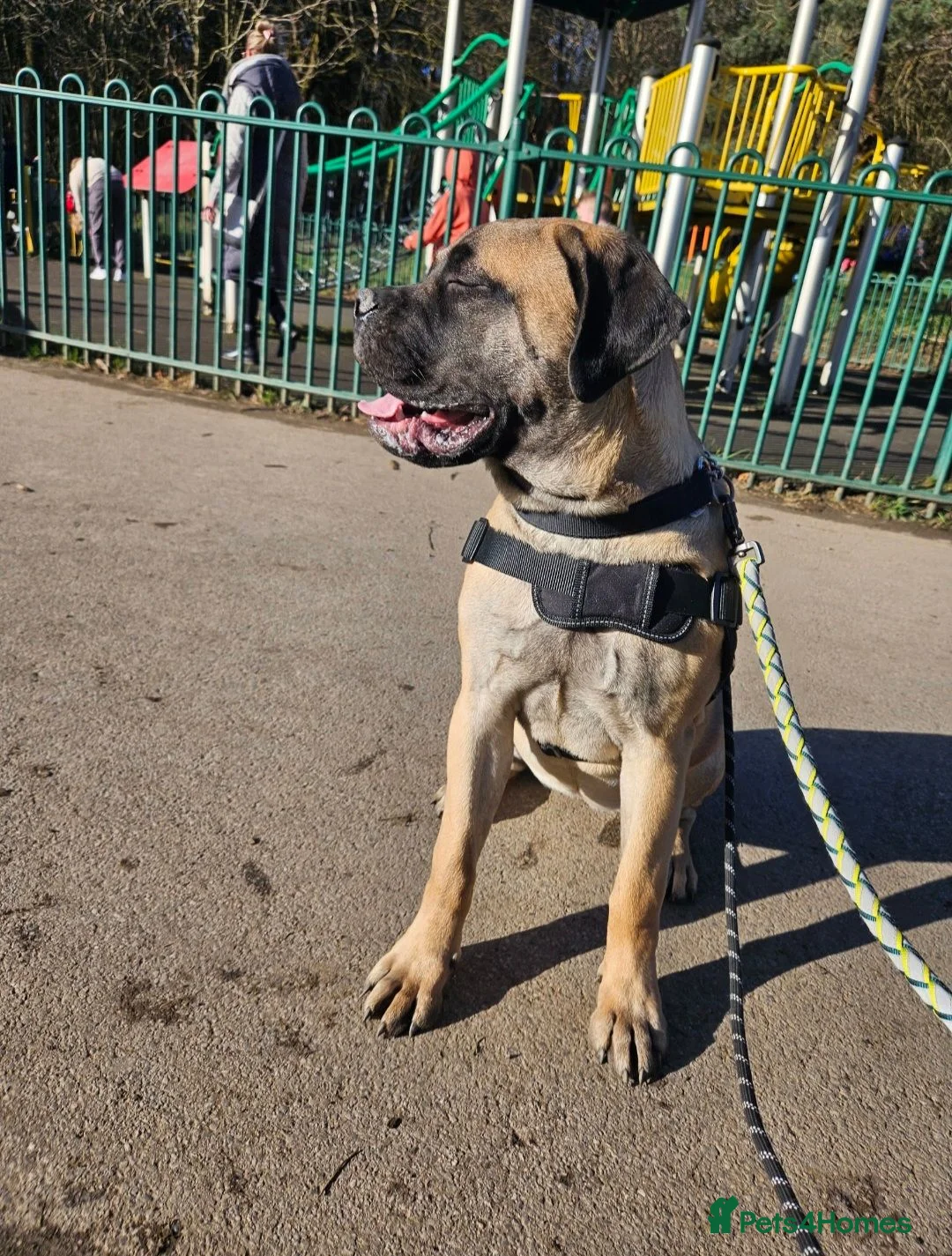 Bullmastiff dogs for sale: Female Bullmastiff  - Advert 2