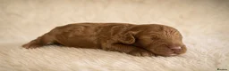 Cockapoo dogs for sale: Toy Cockapoo puppies  in Sunderland - Advert 4