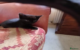 European cats for sale: 2 Adorable Kittens for new homes - Image 6