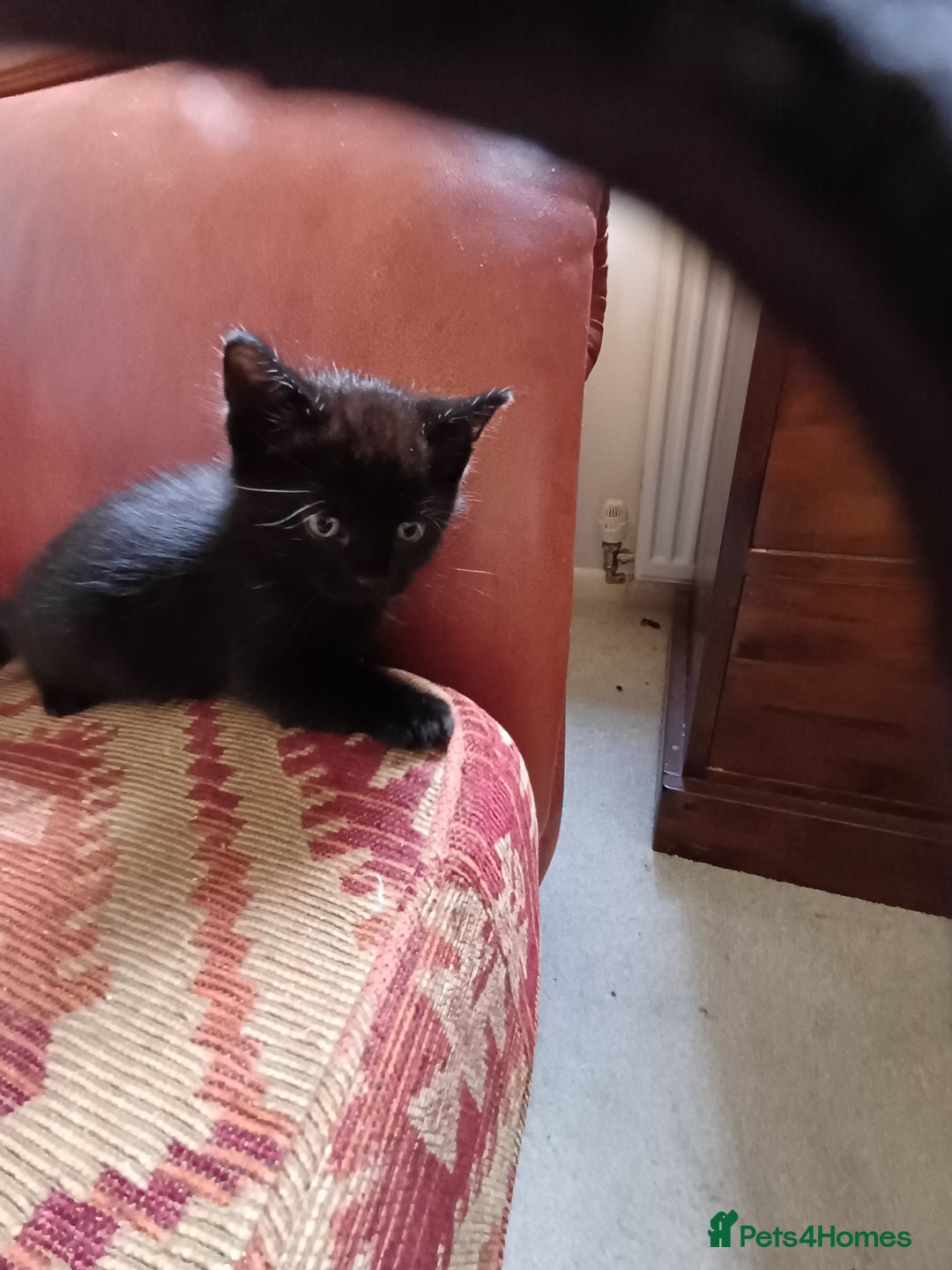 European cats for sale: 2 Adorable Kittens for new homes - Image 6