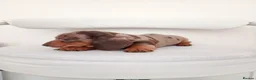 Miniature Dachshund dogs for sale: Mini Dachshunds - Rare Colours - KC Reg Dad - Advert 21