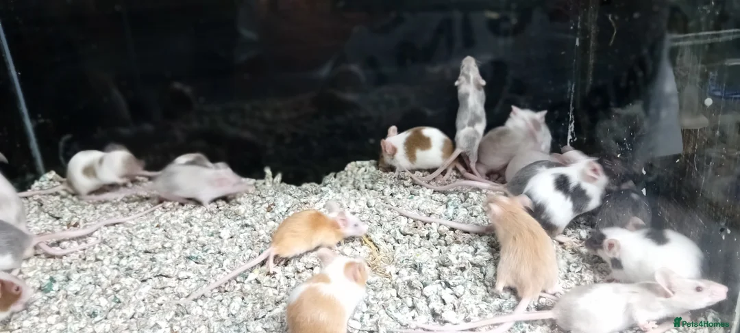 Mouse rodents for sale: Baby Fancy Pet mice , Males and Females - Advert 11