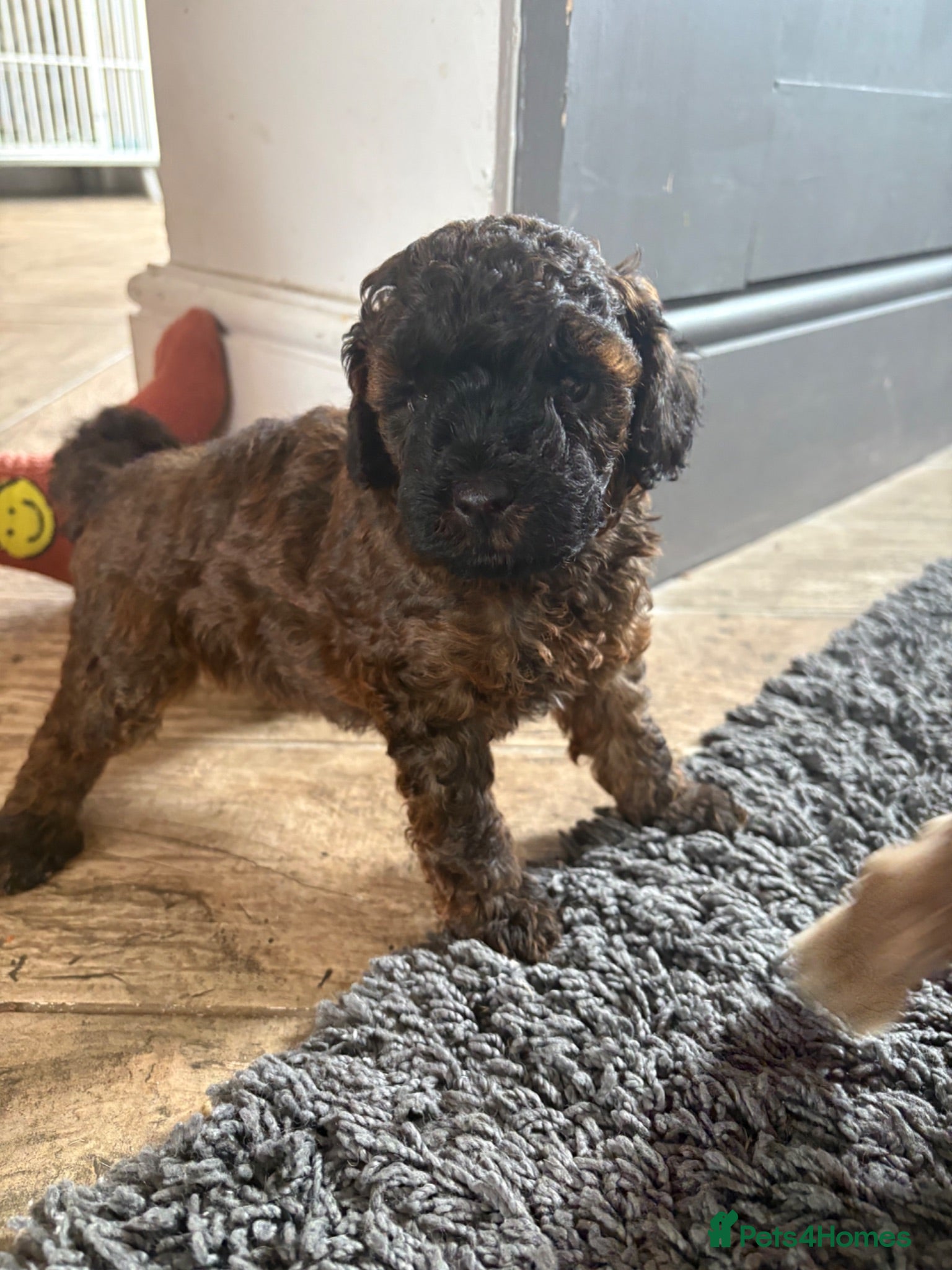 Cavapoo dogs Cavapoo puppies 3 Left  🐶Reduced  - Advert 10